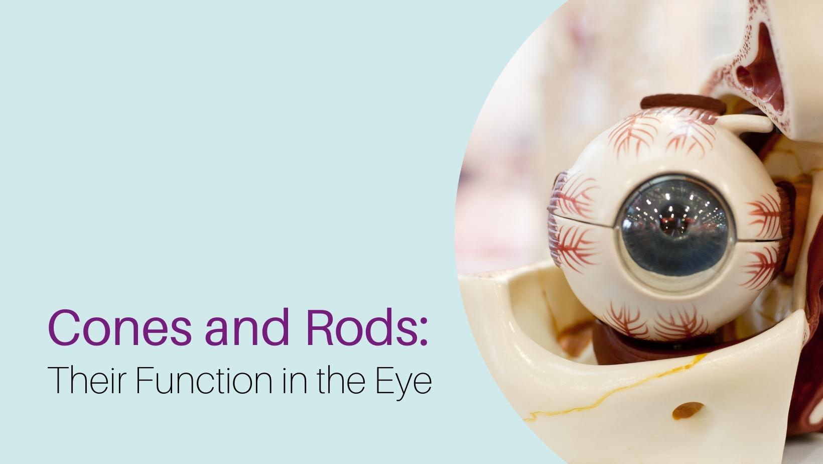 How Cones and Rods Function in the Eye